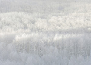 photo - groves of aspen trees dusted with snow near Sunlight